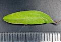 Linum Usitatissimum